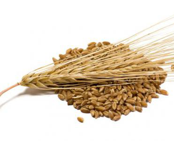 how much to cook barley