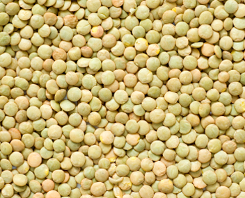 how much to cook lentils