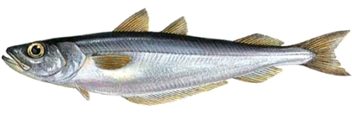 how much to cook blue whiting