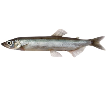 how much to cook capelin