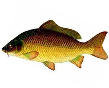 how much to cook carp