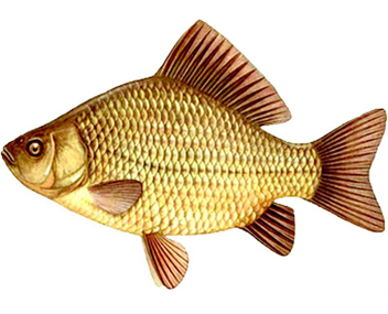 how much to cook crucian carp