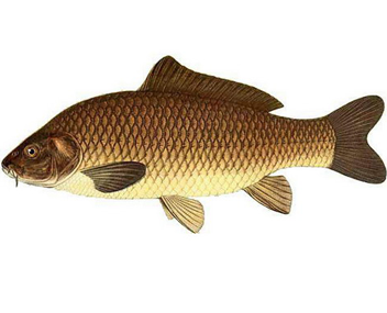 how much to cook carp