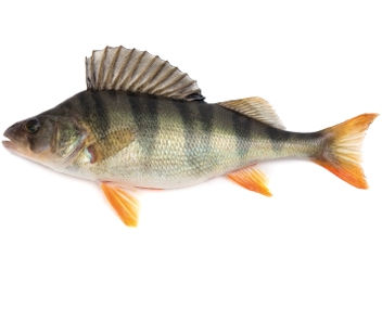 how much to cook perch
