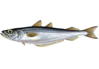 blue whiting