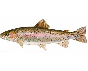 how much to cook rainbow trout