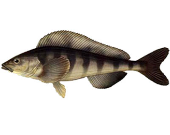 how much to cook the greenling