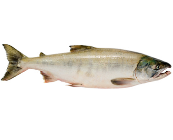how much to cook chum salmon