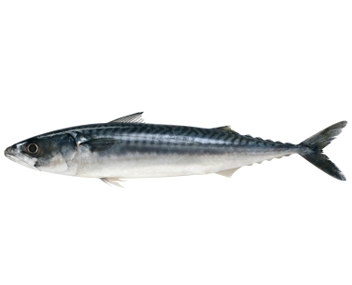 how much to cook mackerel