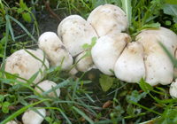 may mushrooms