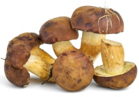 polish mushrooms