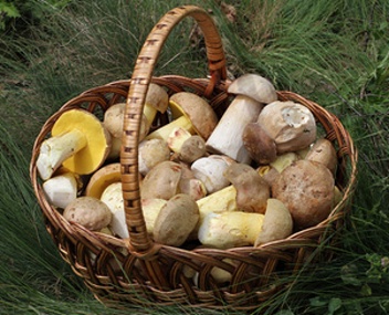 semi-white mushrooms