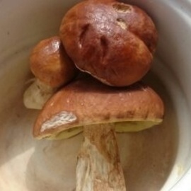 freshly picked porcini mushrooms