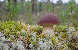 how the white mushroom grows