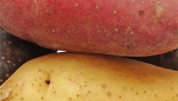 white or red potatoes for cooking