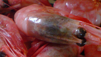 black-headed shrimp