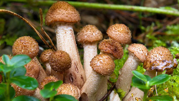 o que fazer com os cogumelos depois de cozinhar