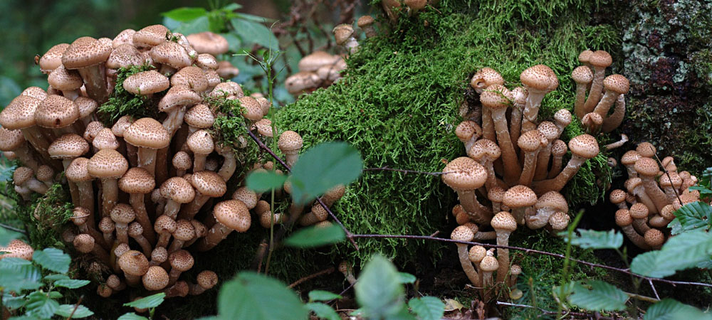 honing paddenstoelen