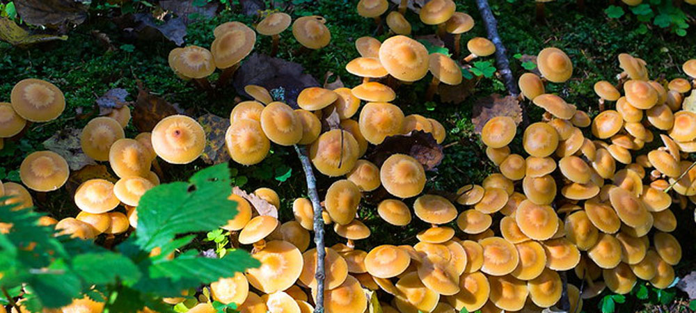 honing paddenstoelen