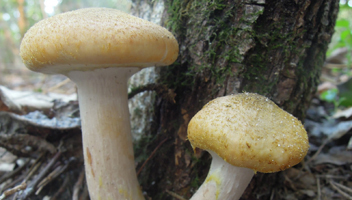 honning agarics