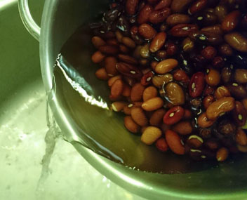 beans shriveled