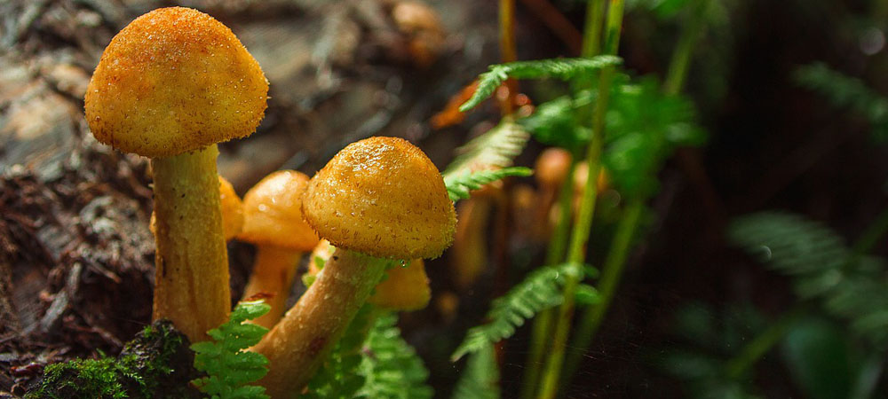 honing paddenstoelen