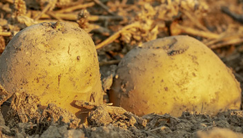 les patates es tornen grogues quan es cuinen