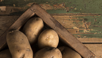 pommes de terre de conservation