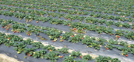 strawberries for jam