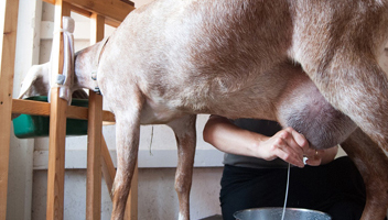 lait concentré de chèvre