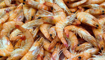 a lot of shrimp