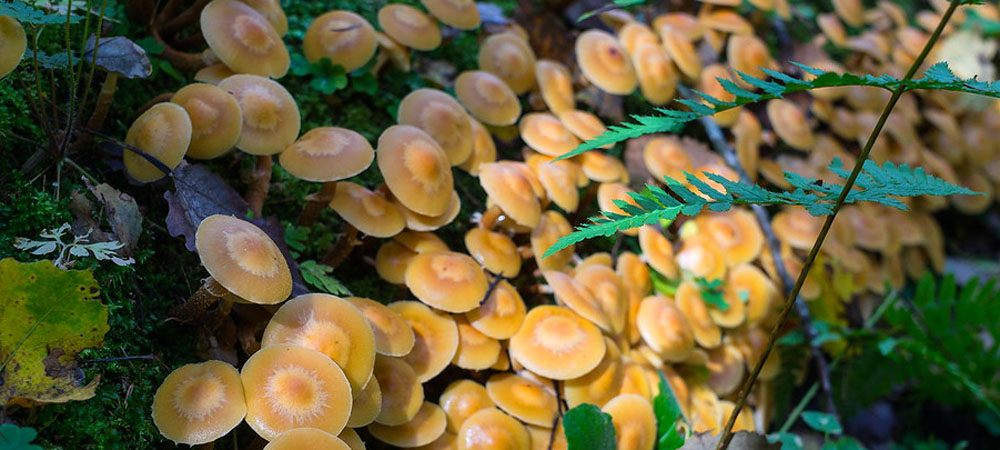 champignons au miel