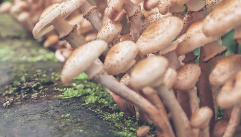 العفن على agarics العسل