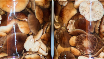 als champignons gefermenteerd