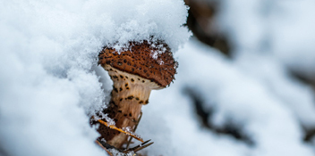 honingschimmel in de sneeuw