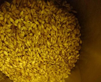 pearl barley is not cooked