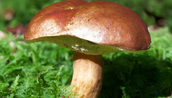 bitterer Steinpilz