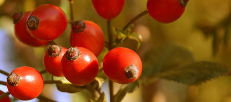 rosa canina