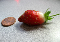 strawberries and money