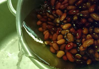 beans shriveled