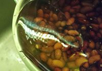 beans fermented