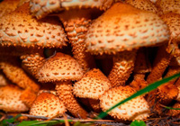 false mushrooms