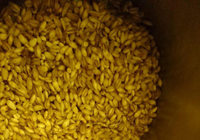 pearl barley is not cooked