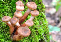 champignons au miel