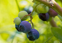 wie man schnell Blaubeeren pflückt