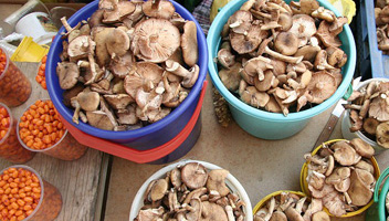 comment vérifier les champignons