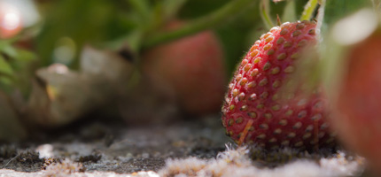 jonge aardbei