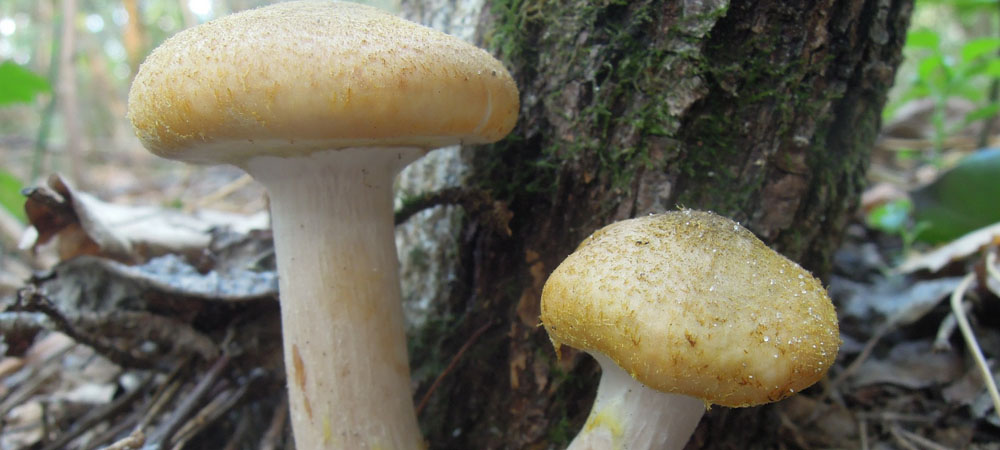 champignons au miel