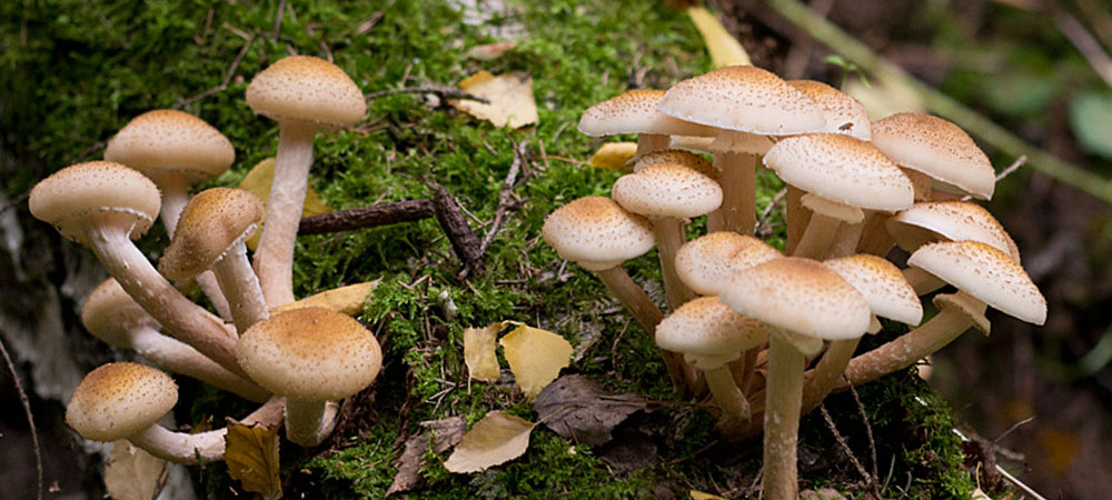 honing paddenstoelen