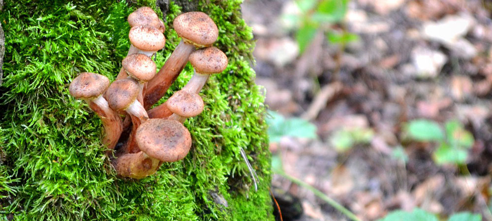 champignons au miel